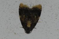 Spatalistis bifasciana