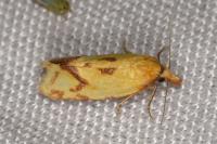 Agapeta hamana