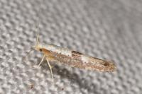 Argyresthia semifusca/spinosella