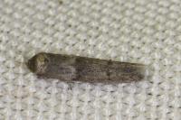 Blastobasis phycidella