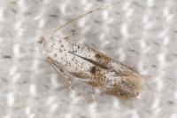 Bucculatrix frangutella