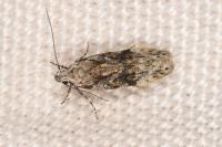 Carpatolechia fugitivella