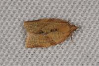 Clepsis consimilana