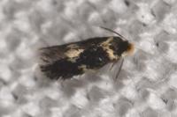 Ectoedemia subbimaculella