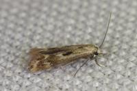 Elachista utonella