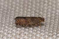 Epinotia nanana