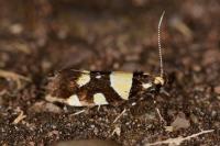 Eratophyes amasiella