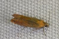 Lathronympha strigana