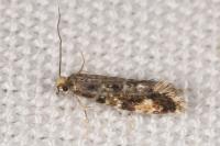 Nemapogon cloacellus