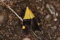 Oecophora bractella