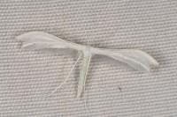 Pterophorus pentadactylus