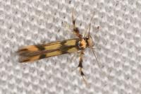Stathmopoda pedella