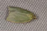 Tortrix viridana
