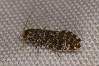 Triaxomera parasitella