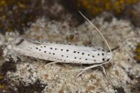 Yponomeuta evonymella