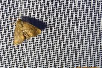 Apoda limacodes