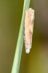 Eucosma conterminana