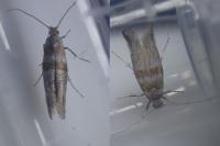Cedestis gysseleniella