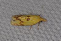 Agapeta hamana