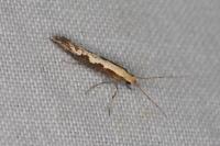 Plutella xylostella