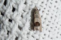 Notocelia uddmanniana