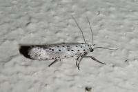 Yponomeuta irrorella