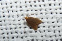 Eurodachtha pallicornella