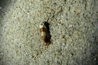 Phtheochroa fulvicinctana