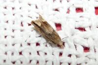 Eucosma conterminana