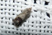 Cydia splendana