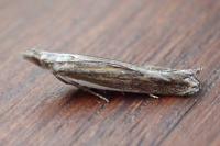 Sophronia semicostella
