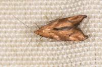 Epermenia illigerella