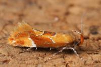Epicallima formosella