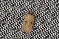 Agonopterix subpropinquella