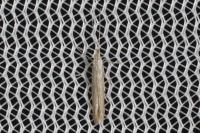Coleophora
