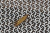Coptotriche marginea