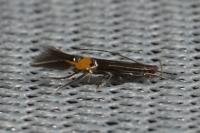Cosmopterix scribaiella