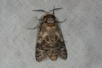 Cossus cossus