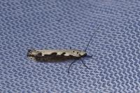 Ethmia bipunctella