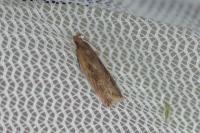 Helcystogramma triannulella