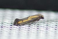 Ochromolopis ictella