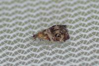 Tebenna micalis