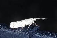 Yponomeuta