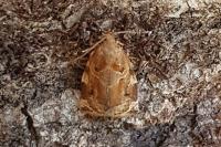 Archips xylosteana
