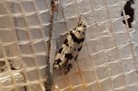 Pseudotelphusa scalella
