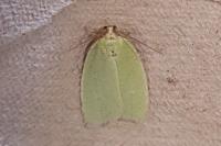 Tortrix viridana