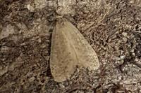 Bijugis bombycella