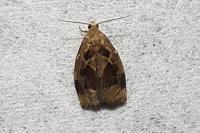 Archips crataegana