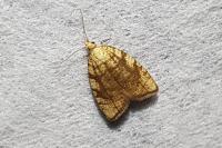 Aleimma loeflingiana