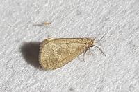 Bijugis bombycella